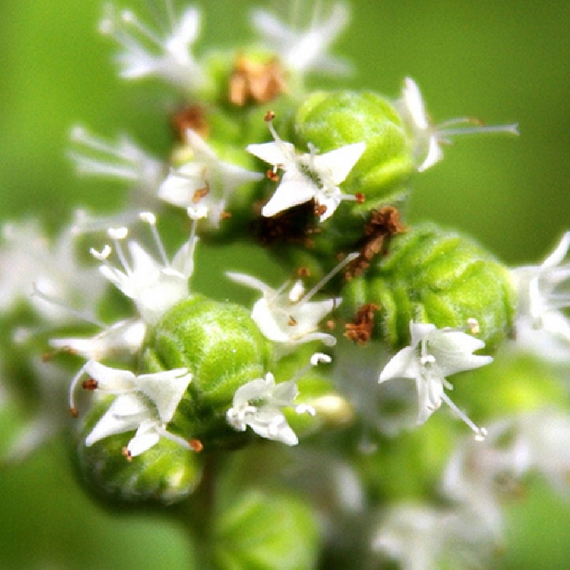 費洛蒙馬鬱蘭香氛精油