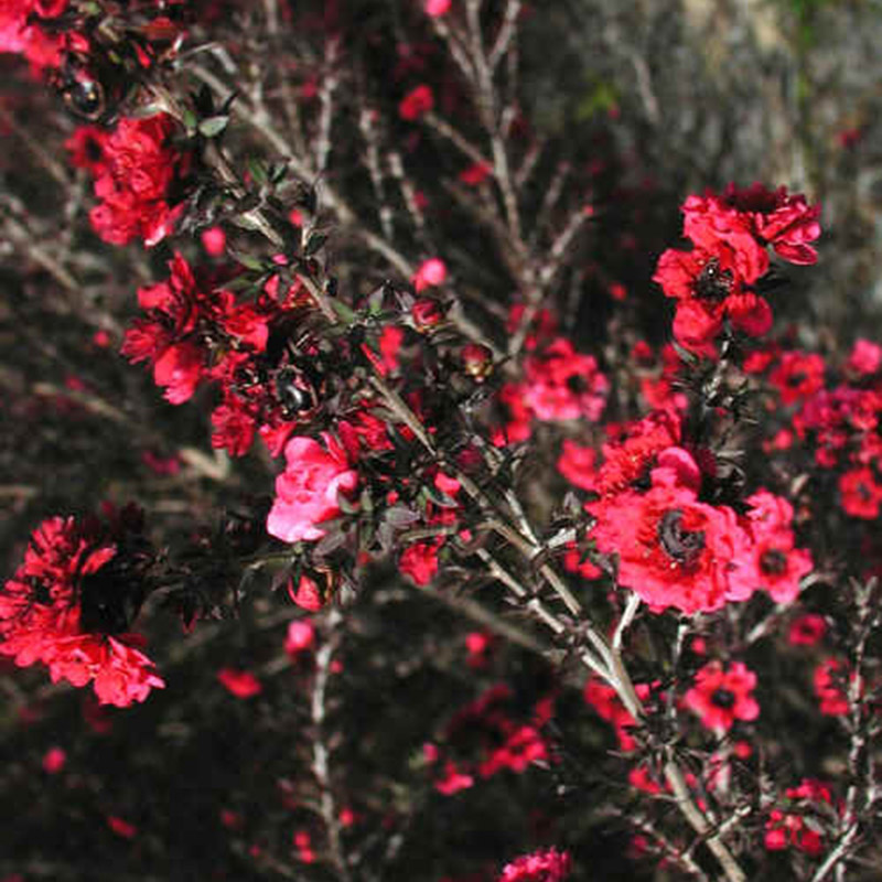 費洛蒙松紅莓香氛精油