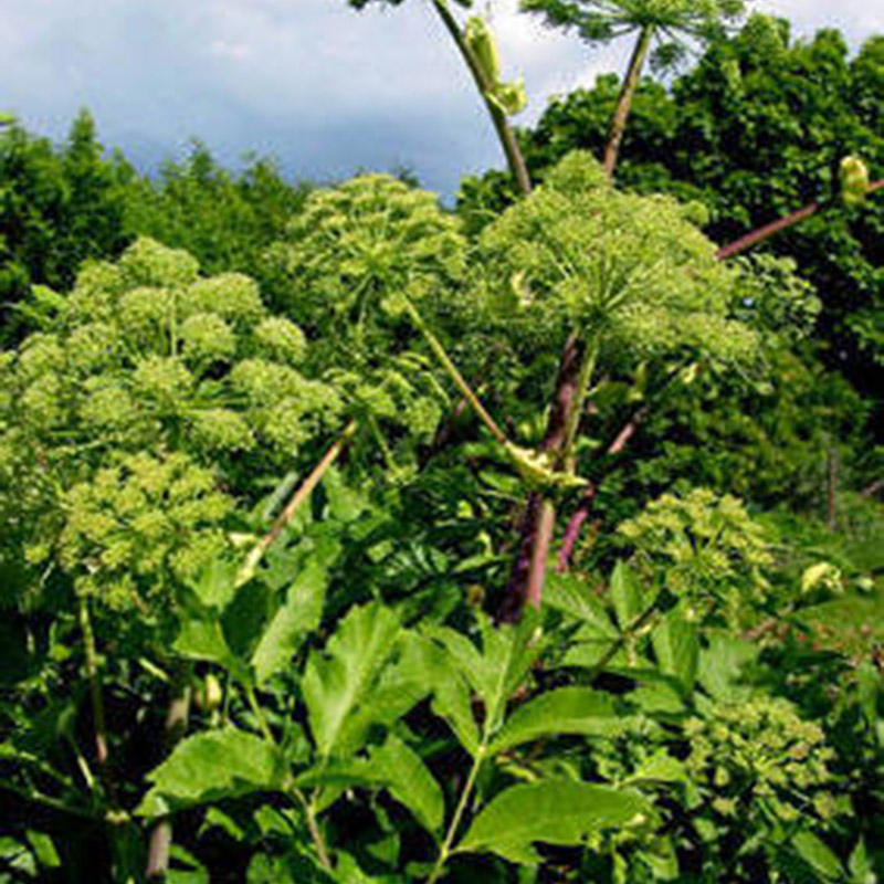 費洛蒙白松香香氛精油