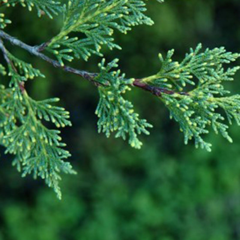 水行複方精油 - C