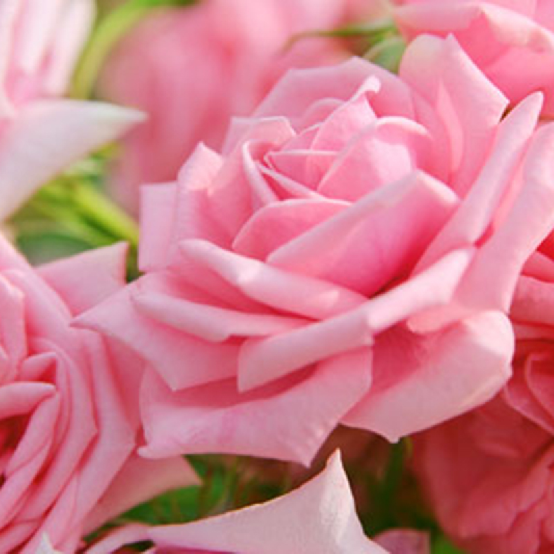 保加利亞玫瑰SPA油