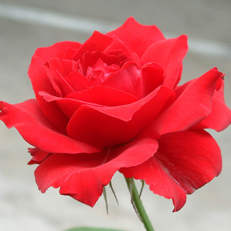 費洛蒙玫瑰香氛精油(荷蘭)