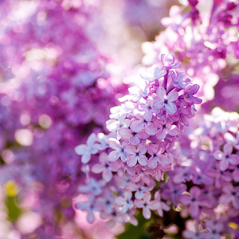 費洛蒙馬丁香香氛精油